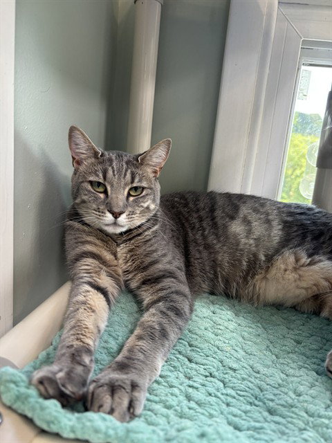 NALA, an adoptable Domestic Short Hair in Westminster, MD