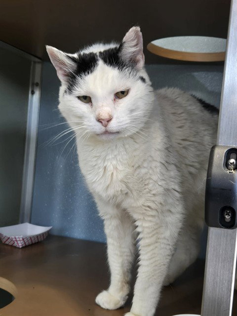 HERSHEL, an adoptable Domestic Short Hair in Westminster, MD