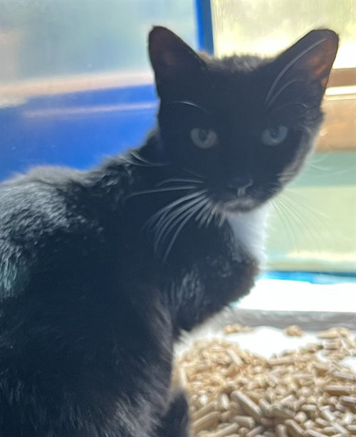 MONROE, Adult Domestic Short Hair (medium coat), cat for adoption in Bowie, Maryland