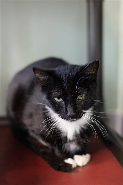 MONROE, Adult Domestic Short Hair (medium coat), cat for adoption in Hagerstown, Maryland