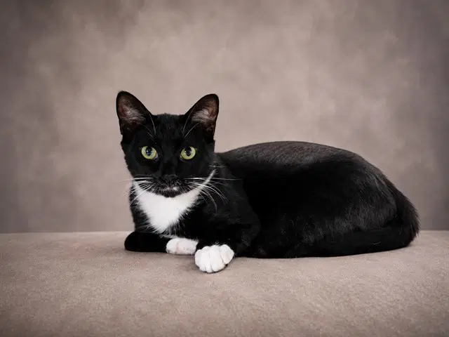Monroe - Domestic Short Hair