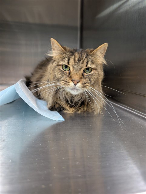 LAGERTHA, an adoptable Domestic Short Hair in Westminster, MD