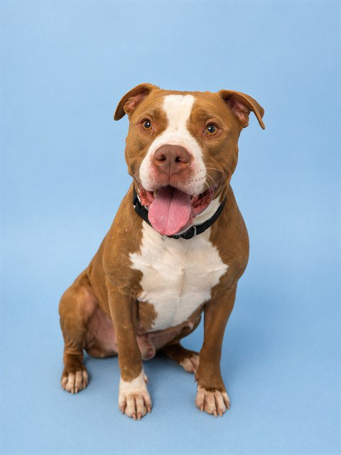 REMI, an adoptable American Staffordshire Terrier in Westminster, MD