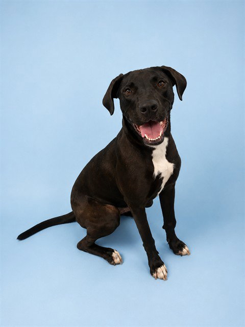 HADDIE, an adoptable Great Dane in Westminster, MD