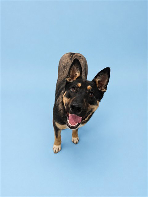JADEN, an adoptable German Shepherd Dog in Westminster, MD