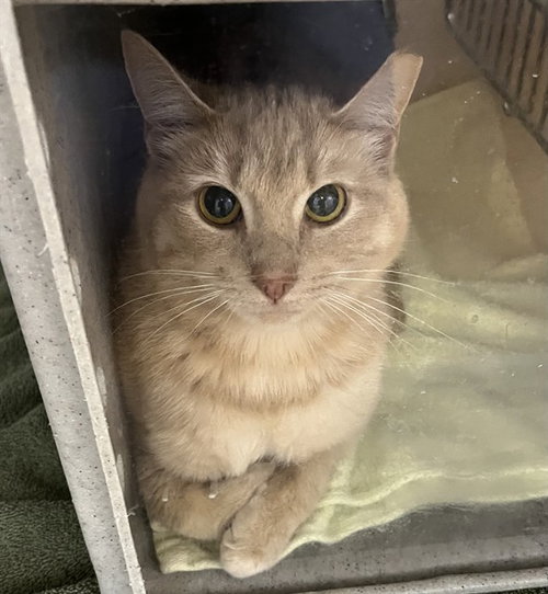 TANNIE BARN CAT, an adoptable Domestic Short Hair in Westminster, MD