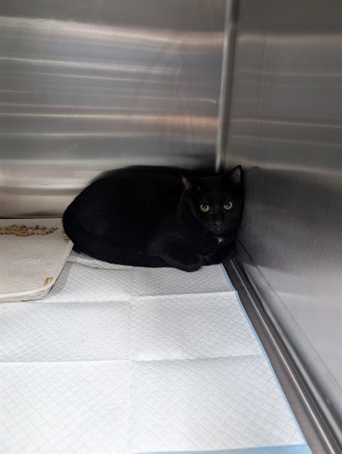 ARENAS, an adoptable Domestic Short Hair in Westminster, MD