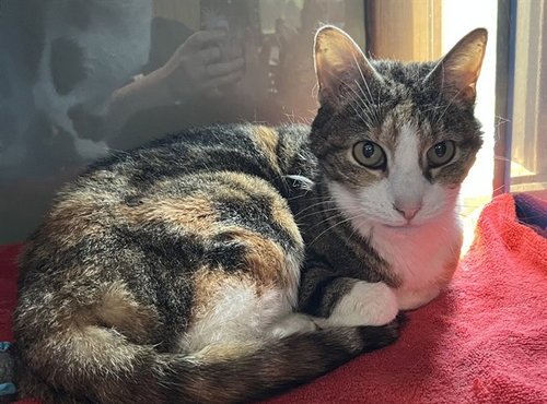 LILLY, an adoptable Domestic Short Hair in Westminster, MD