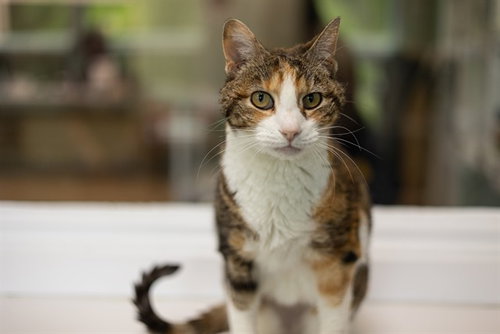 LILLY, Senior Domestic Short Hair (medium coat), cat for adoption in Hagerstown, Maryland