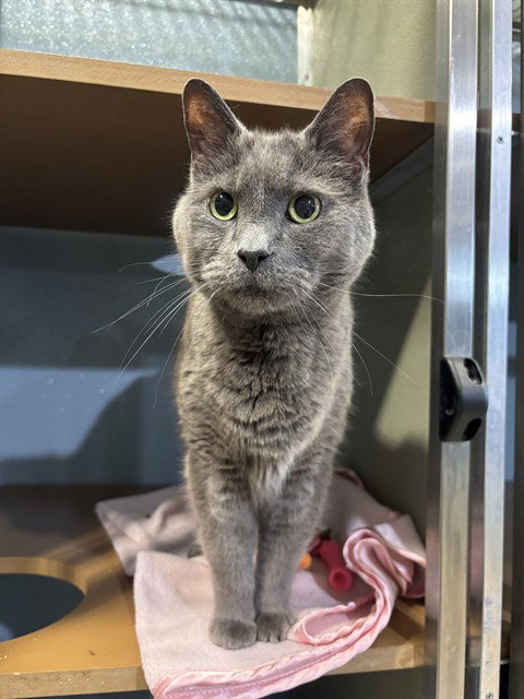 DORIAN, Senior Domestic Short Hair (medium coat), cat for adoption in Bowie, Maryland