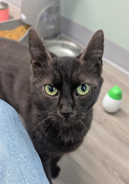 SCARLET, Adult Domestic Short Hair (medium coat), cat for adoption in Bowie, Maryland
