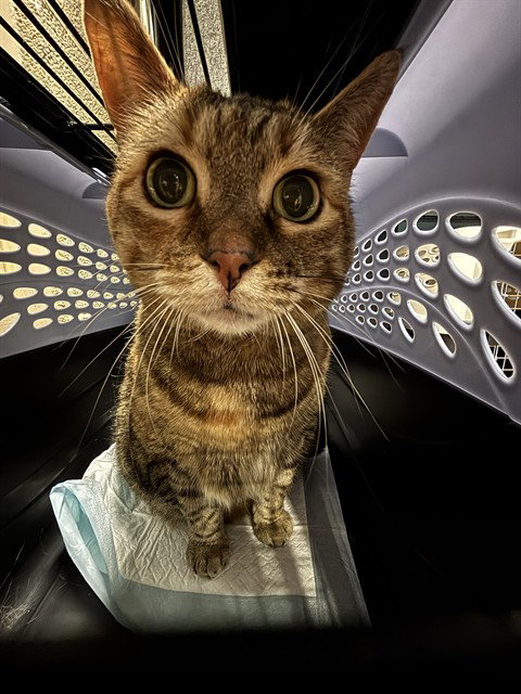 REESE, Senior Domestic Short Hair (medium coat), cat for adoption in Bowie, Maryland
