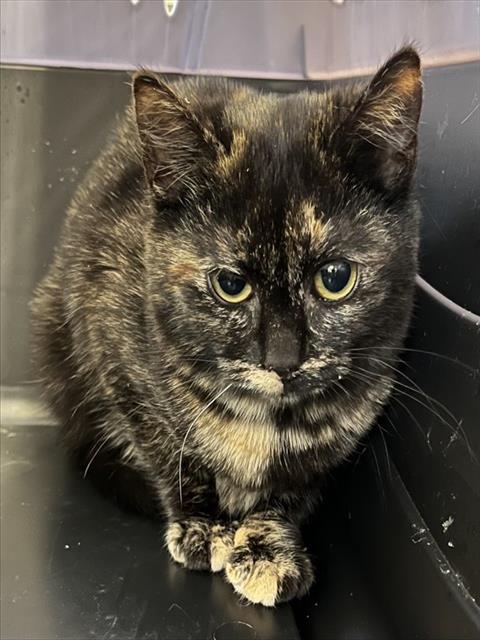 JULIET, Young Domestic Short Hair (medium coat), cat for adoption in Bowie, Maryland