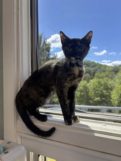 JULIET