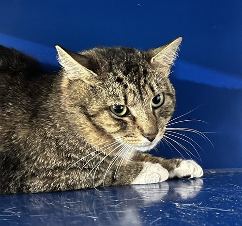 PABLO, Adult Domestic Short Hair (medium coat), cat for adoption in Bowie, Maryland