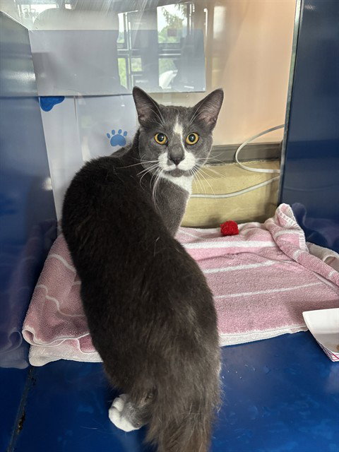 MOCHI, Young Domestic Short Hair (medium coat), cat for adoption in Bowie, Maryland