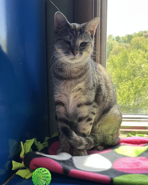 TWIG, Young Domestic Short Hair (medium coat), cat for adoption in Bowie, Maryland