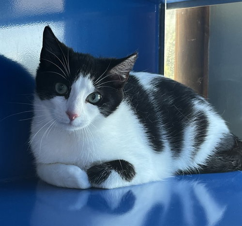 PONGO, Young Domestic Short Hair (medium coat), cat for adoption in Bowie, Maryland