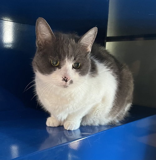 JEMMA, Senior Domestic Short Hair (medium coat), cat for adoption in Bowie, Maryland