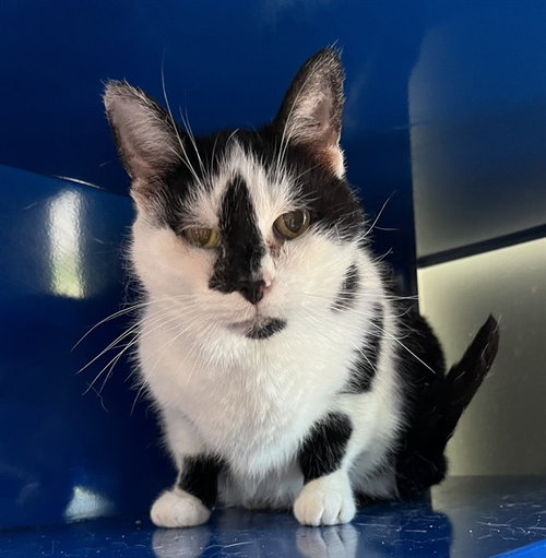 ORCA, Senior Domestic Short Hair (medium coat), cat for adoption in Bowie, Maryland