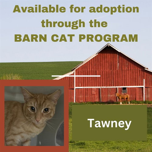 TAWNEY BARN CAT, Adult Domestic Short Hair (medium coat), cat for adoption in Bowie, Maryland