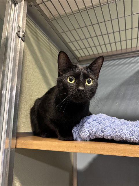 IRIS, Adult Domestic Short Hair (medium coat), cat for adoption in Bowie, Maryland
