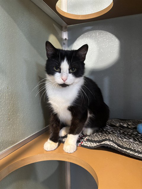 RAINBOW, Adult Domestic Short Hair (medium coat), cat for adoption in Leesburg, Virginia