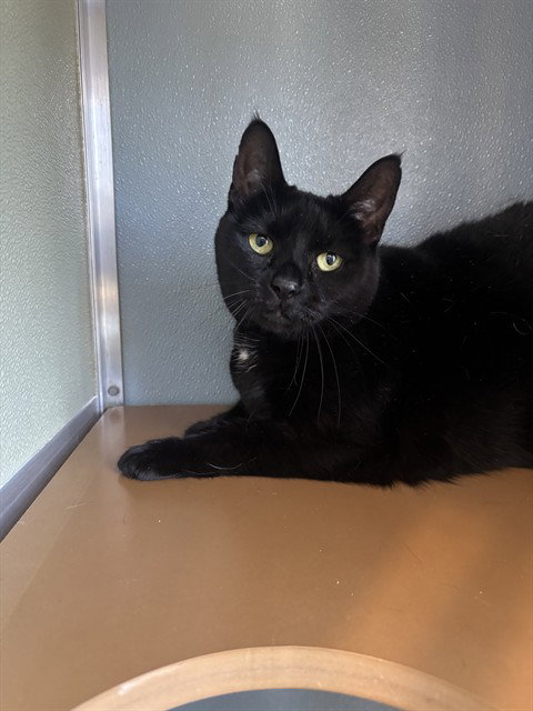 SADIE - Domestic Short Hair available for adoption
