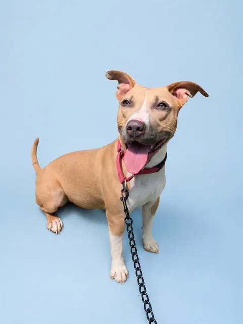 Fawn - American Pit Bull Terrier
