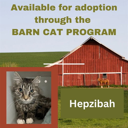 HEPZIBAH BARN CAT