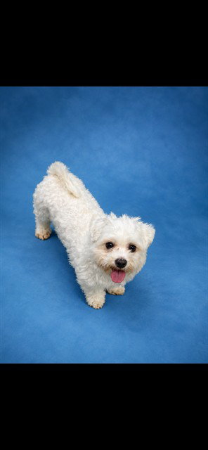 LOUIE, an adoptable Maltese in Westminster, MD