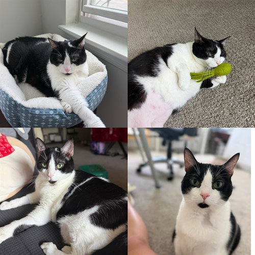 SHADY, Adult Domestic Short Hair (medium coat), cat for adoption in Westminster, Maryland