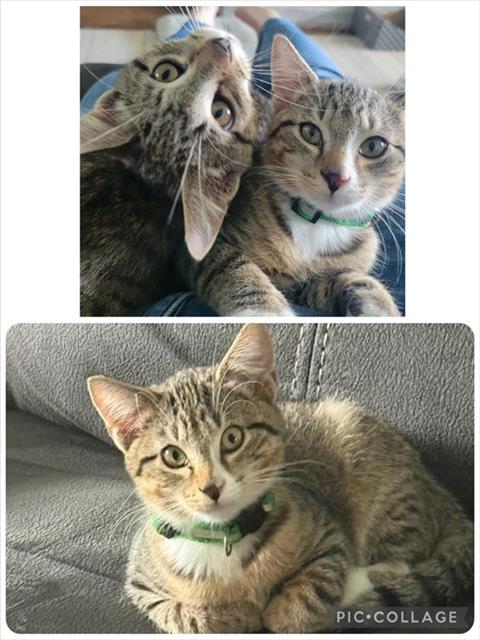 LUCA