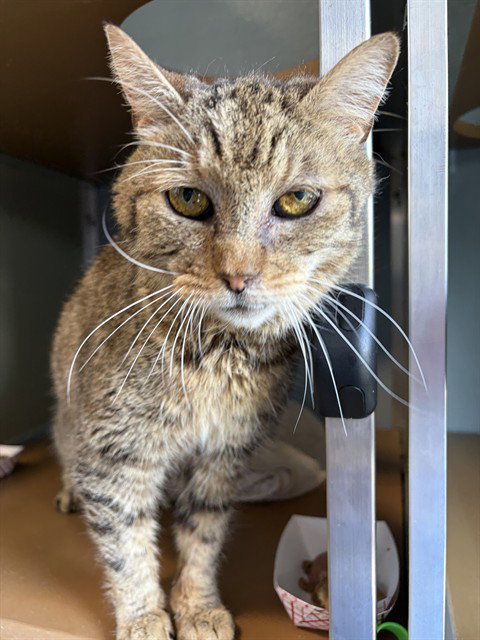 LINUS, Senior Domestic Short Hair (medium coat), cat for adoption in Hagerstown, Maryland