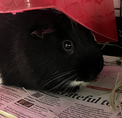 OREO