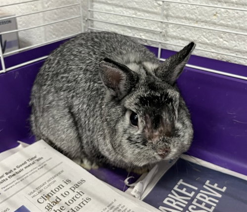 OREO
