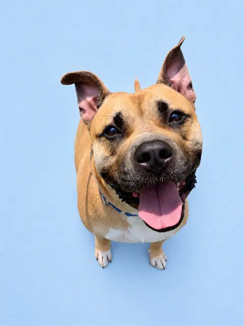 Rookie - Pit Bull Terrier