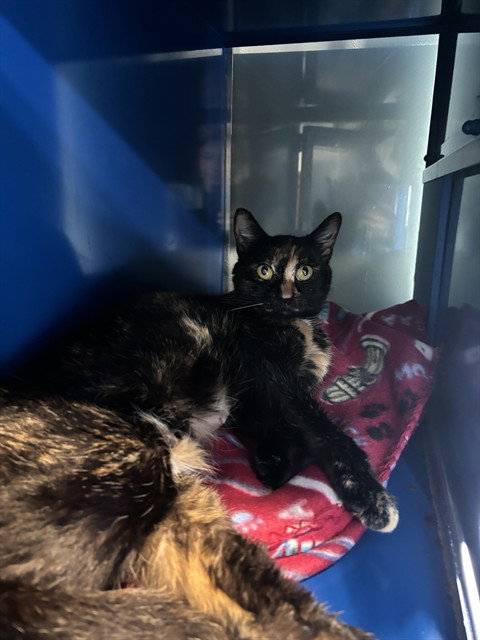 ZOEY, Young Domestic Short Hair (medium coat), cat for adoption in Hagerstown, Maryland
