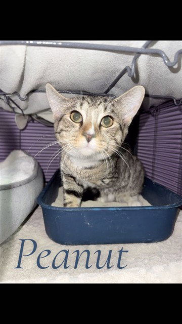 PEANUT