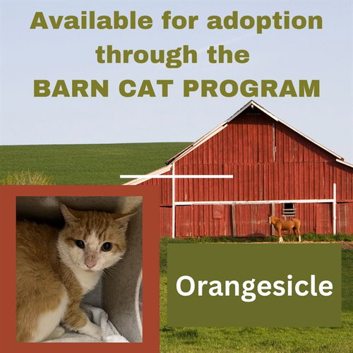 ORANGESICLE BARN CAT