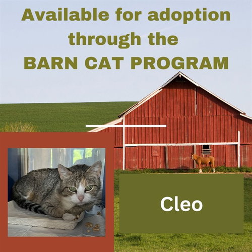 CLEO BARN CAT