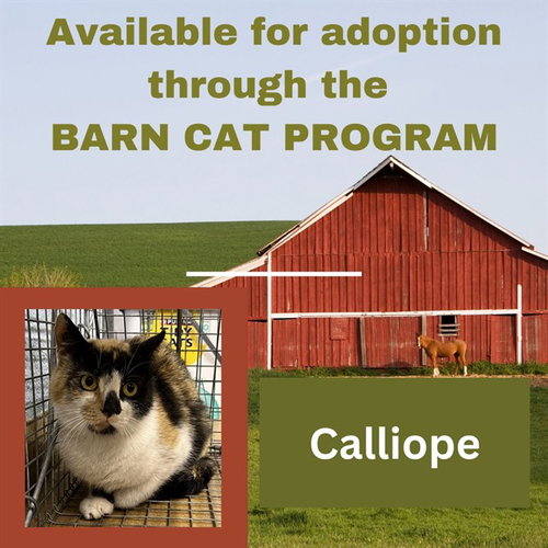 CALLIOPE BARN CAT