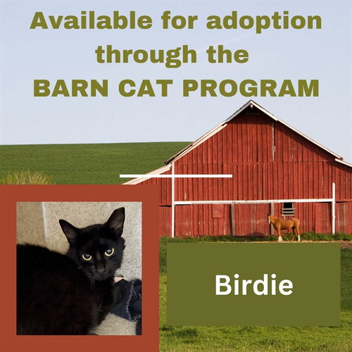 BIRDIE BARN CAT