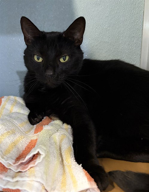 BINX, Adult Domestic Short Hair (medium coat), cat for adoption in Hagerstown, Maryland