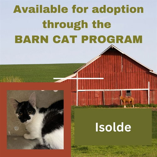 ISOLDE BARN CAT