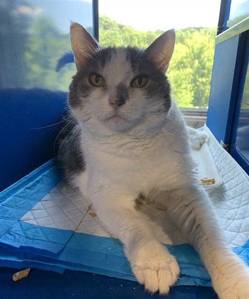 JEB, Senior Domestic Short Hair (medium coat), cat for adoption in Leesburg, Virginia