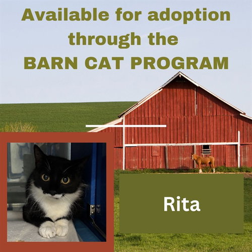 RITA BARN CAT, Young Domestic Short Hair (medium coat), cat for adoption in Leesburg, Virginia