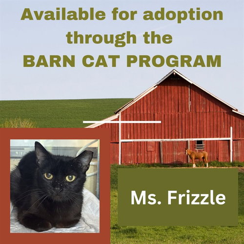 Ms. Frizzle Barn Cat