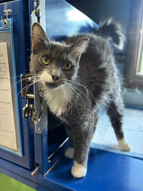 SKY, Young Domestic Short Hair (medium coat), cat for adoption in Leesburg, Virginia
