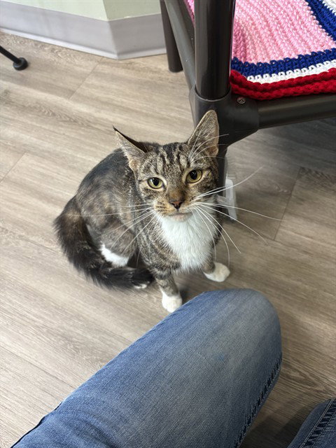 Tabitha